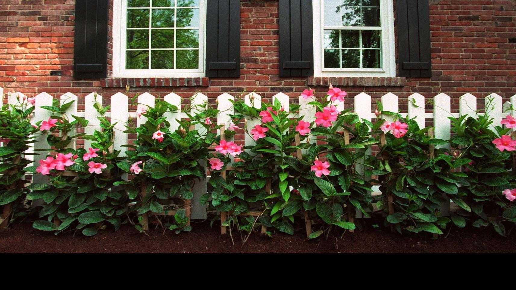 Let Mandevilla Bloom Indoors If It Wants To Home Garden