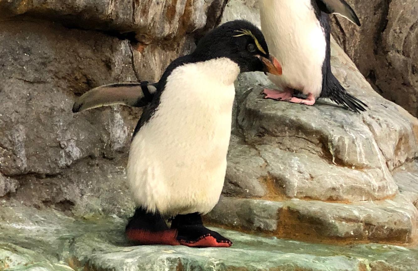 Enrique the rockhopper penguin at the St. Louis Zoo