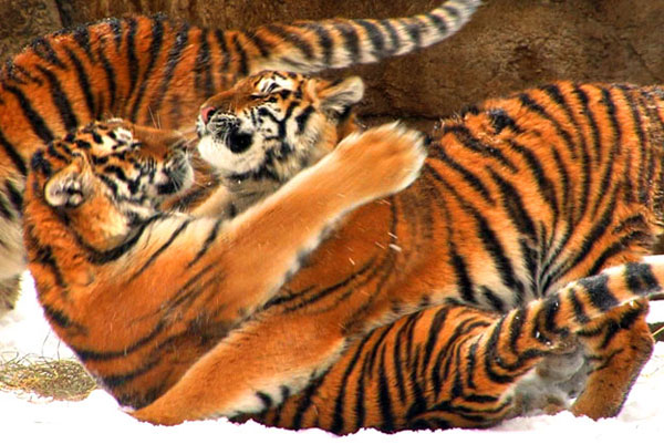 St. Louis Zoo Tiger cubs are just like my cats, just much bigger
