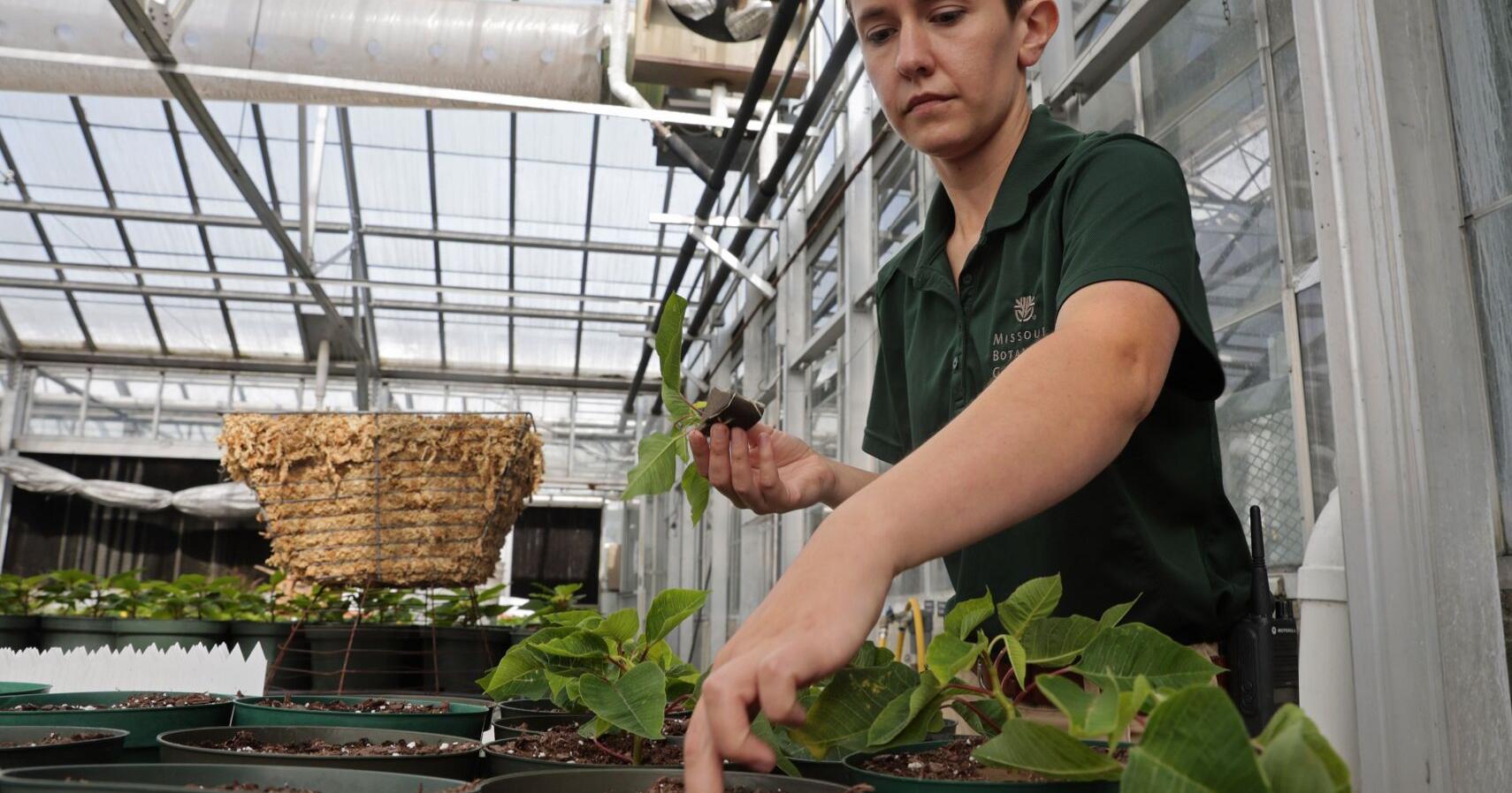 With the arrival of young poinsettias, Christmas in July begins at MoBot - Vimarsana News