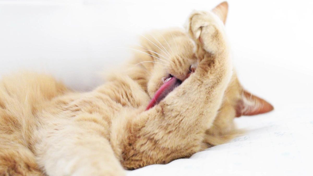 Photo of a cat. Image provided by Purina.