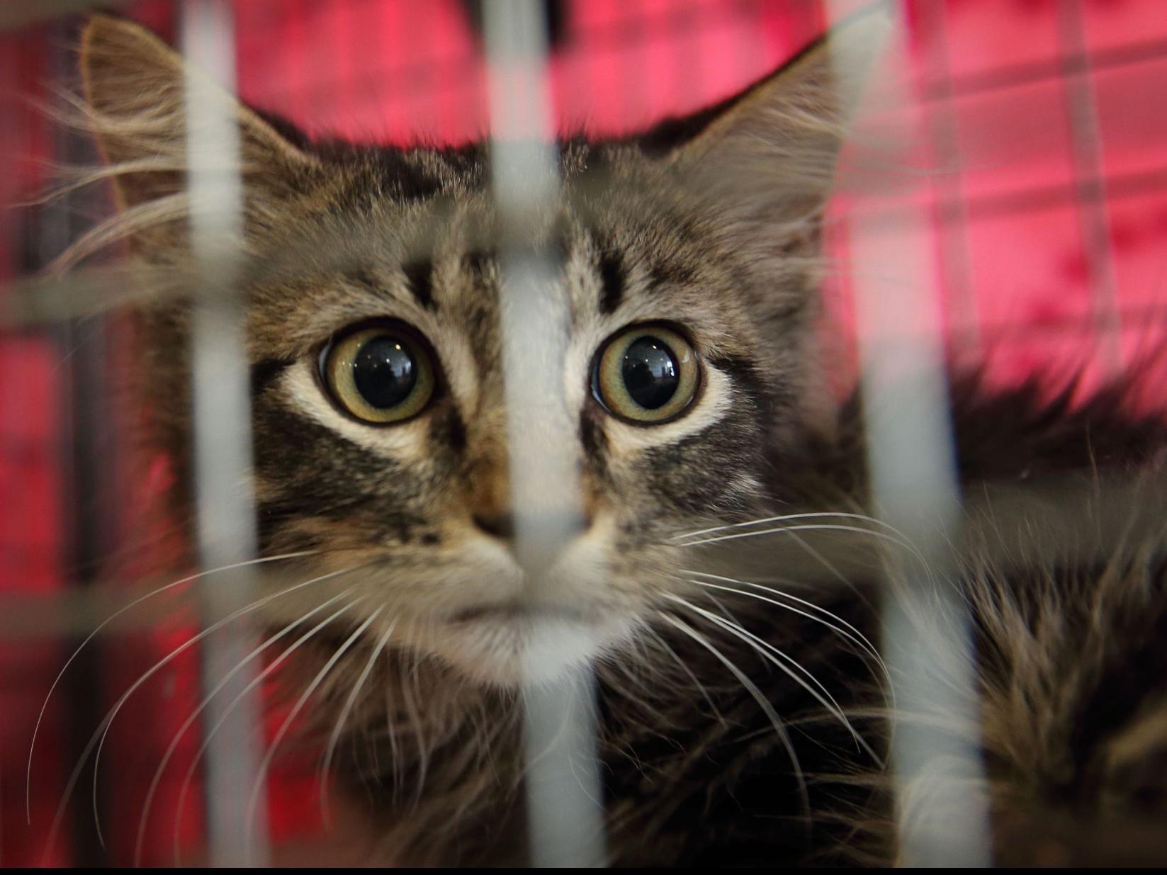 Rally Cat Is That You Kitten Found In Citygarden Likely Missing