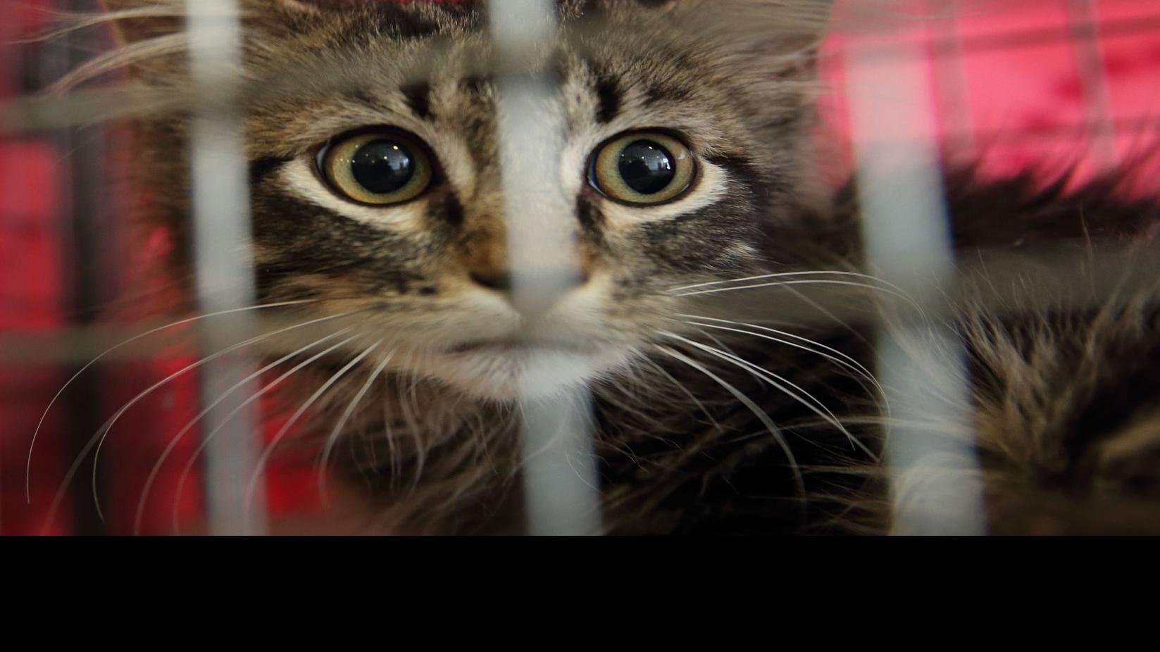 Messenger Rallycat Finds A Home But What About Other Feral Cats