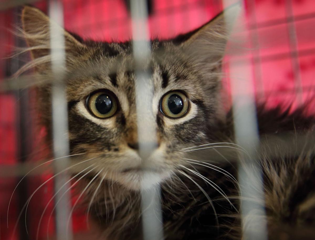Messenger Rallycat Finds A Home But What About Other Feral Cats