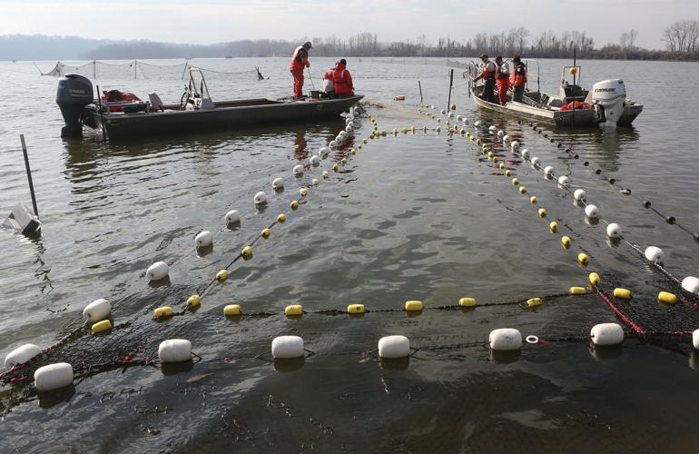 Pulling invasive carp from Creve Coeur Lake no easy job