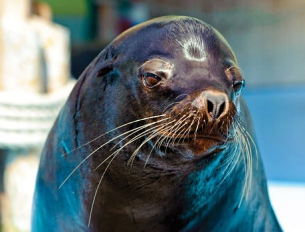 Fire, sea lions, dragons splash into summer : Parenting