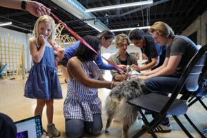 Owners bring their dogs to audition for Shakespeare Festival’s ‘Two Gentlemen in Verona’