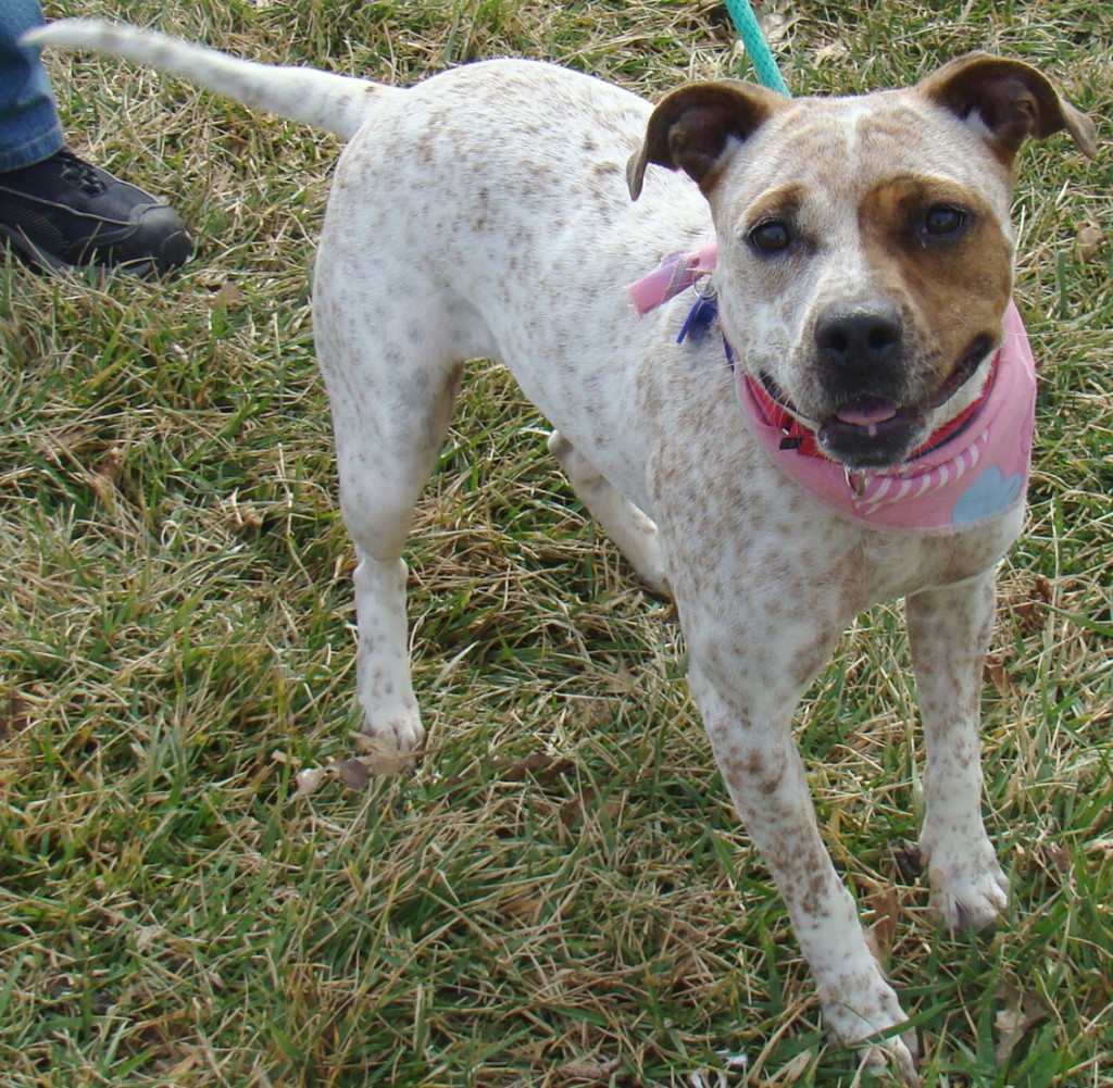 [View 30+] White Australian Cattle Dog Pitbull Mix