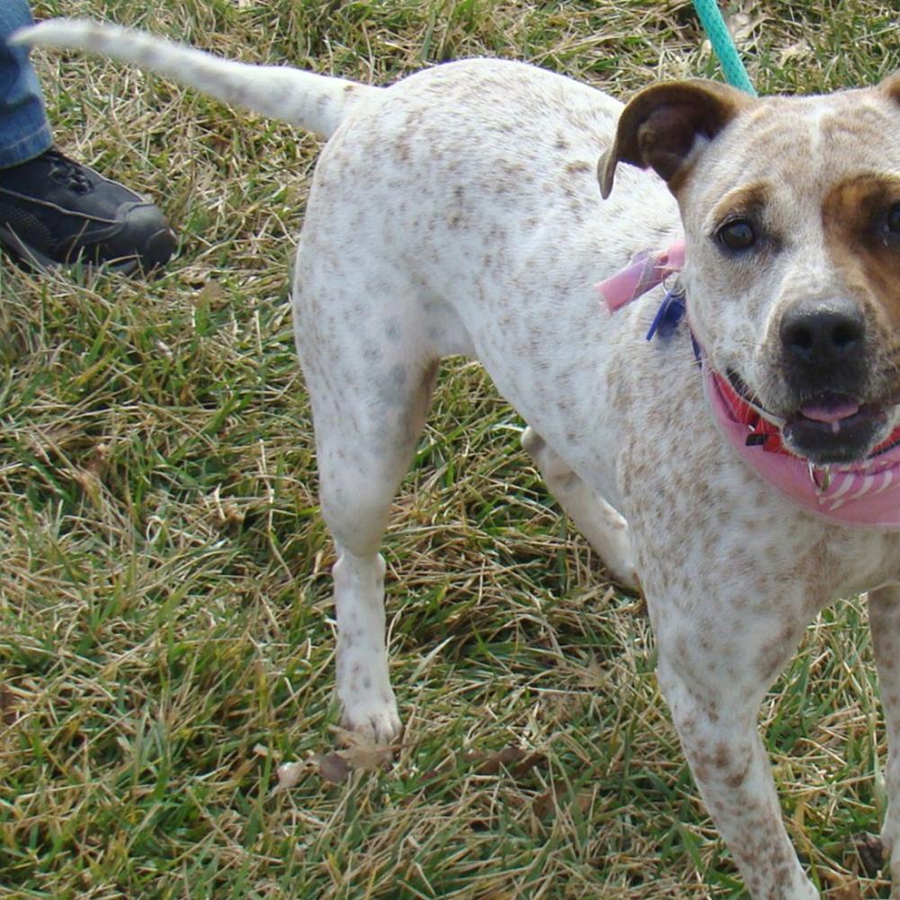 Pet Of The Week Emma An Australian Cattle Dog Pets Stltoday Com