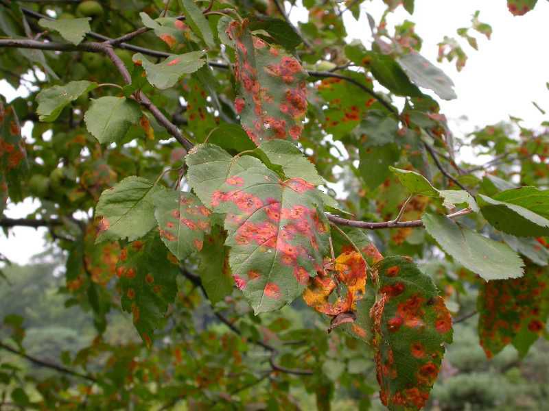 Cedarapple rust fungus may be hard to escape if you live near cedars