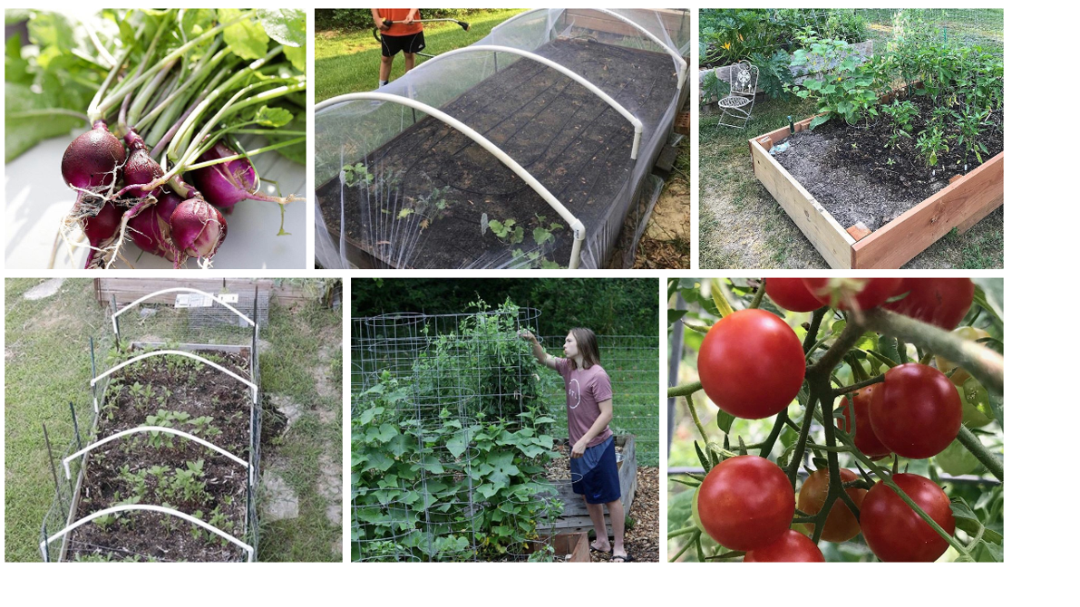 Now’s a perfect time to grow a vegetable garden — and here’s how to do