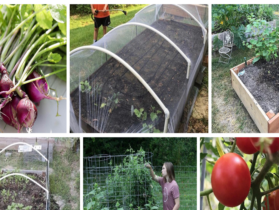 Now S A Perfect Time To Grow A Vegetable Garden And Here S How To Do It Home Garden Stltoday Com