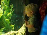St. Louis Aquarium opens on Christmas Day