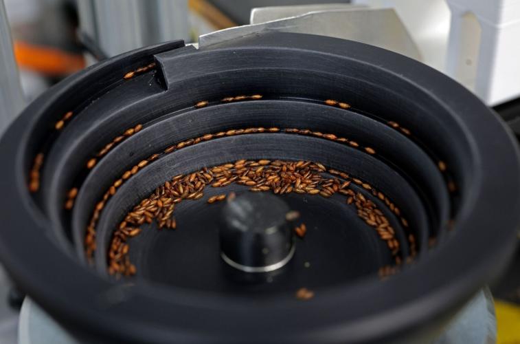 Maryland Heights company alters pest insect genes to protect crops