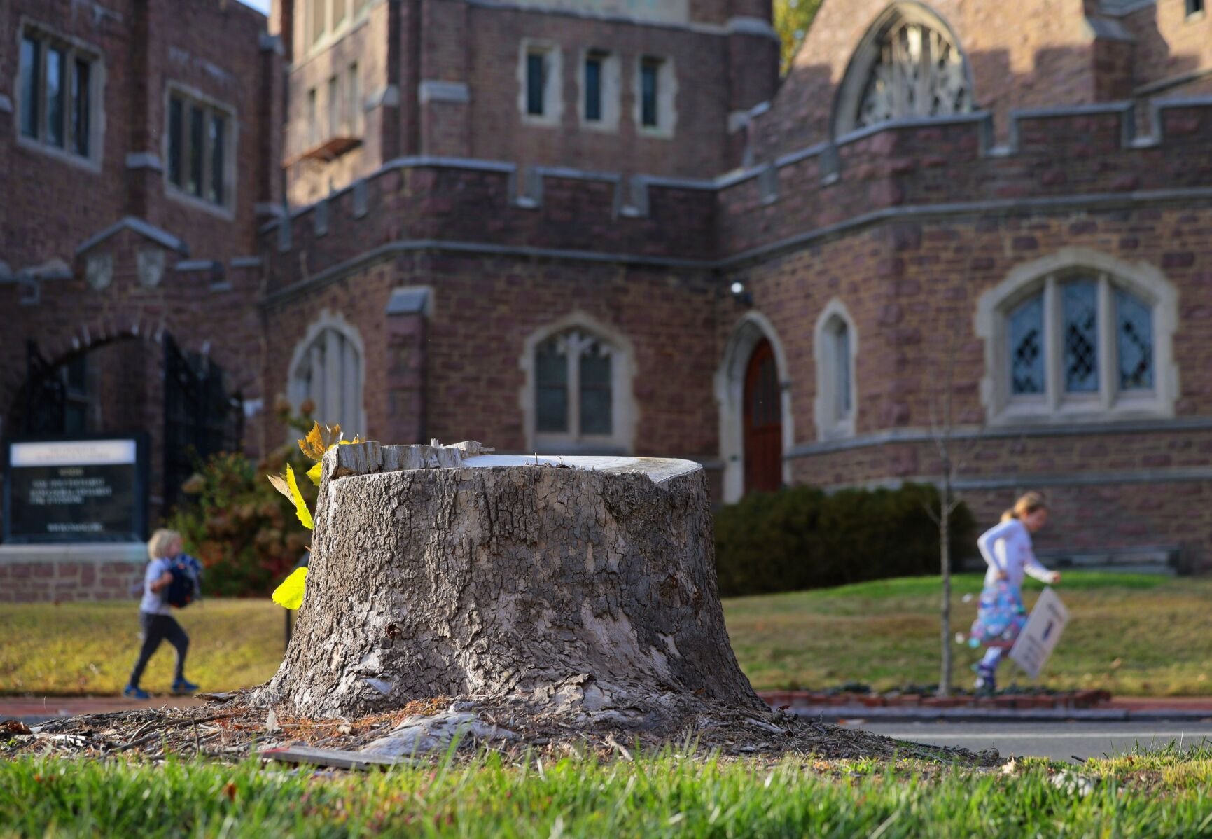 Decades-old tree canopy permanently damaged along Wydown