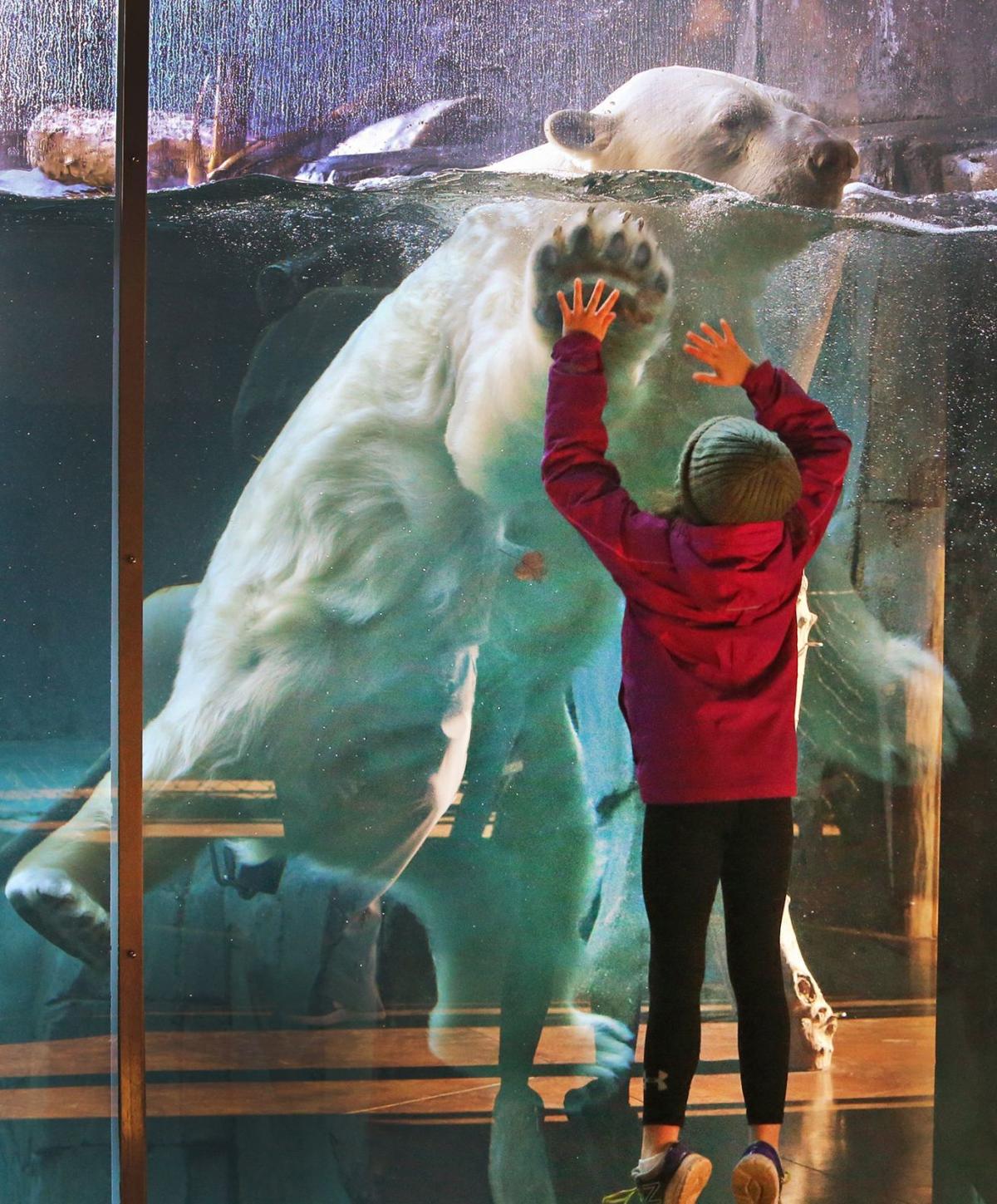 top 103+ Pictures i love the polar bare exhibit at the st. louis zoo! Excellent