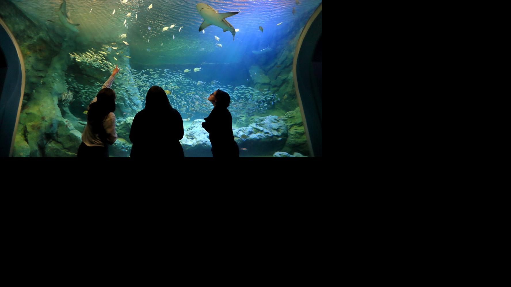 A big splash Your guide to St. Louis Aquarium at Union Station Arts
