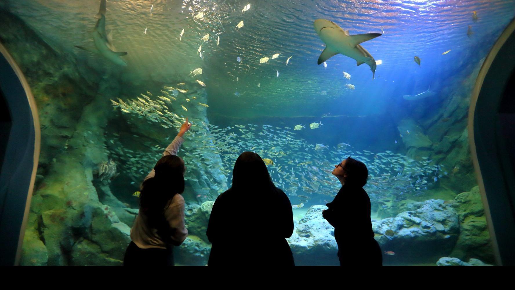 A Big Splash Your Guide To St Louis Aquarium At Union Station Arts And Theater Stltoday Com