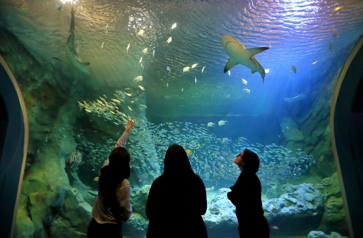 St. Louis Aquarium preps for grand opening
