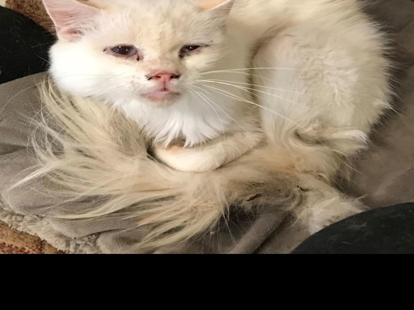 Humane Society Rescues 80 Cats 29 Dogs From Former Animal Shelter