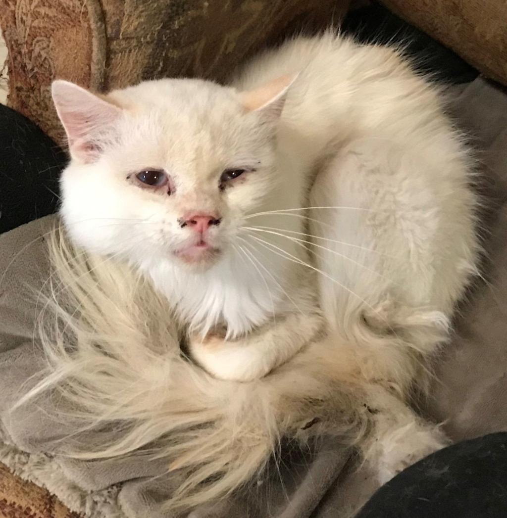 Humane Society Rescues 80 Cats 29 Dogs From Former Animal Shelter
