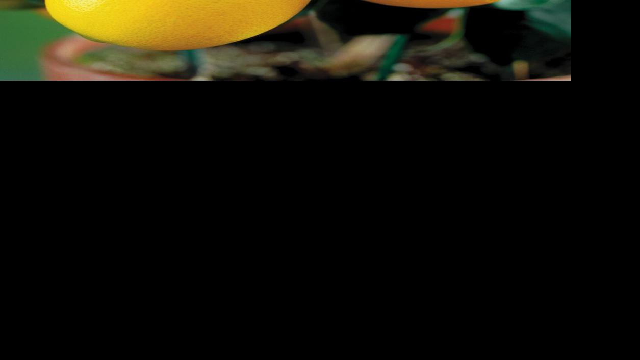 What's the best fertilizer for indoor Meyer lemon tree? Home & Garden