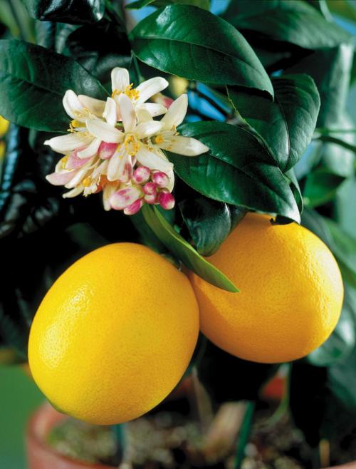 What's the best fertilizer for indoor Meyer lemon tree? Home & Garden