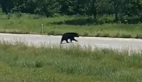 Bruno, the wandering bear who gained hundreds of admirers in St. Louis ...