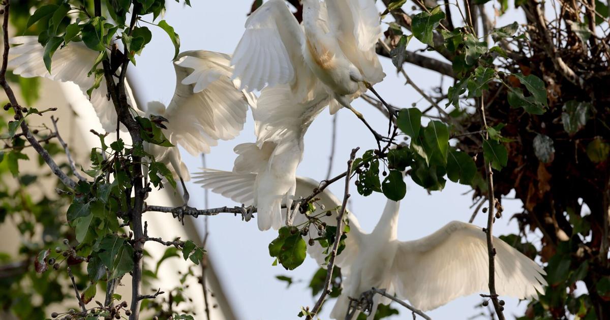 Urban rookery in St. Louis