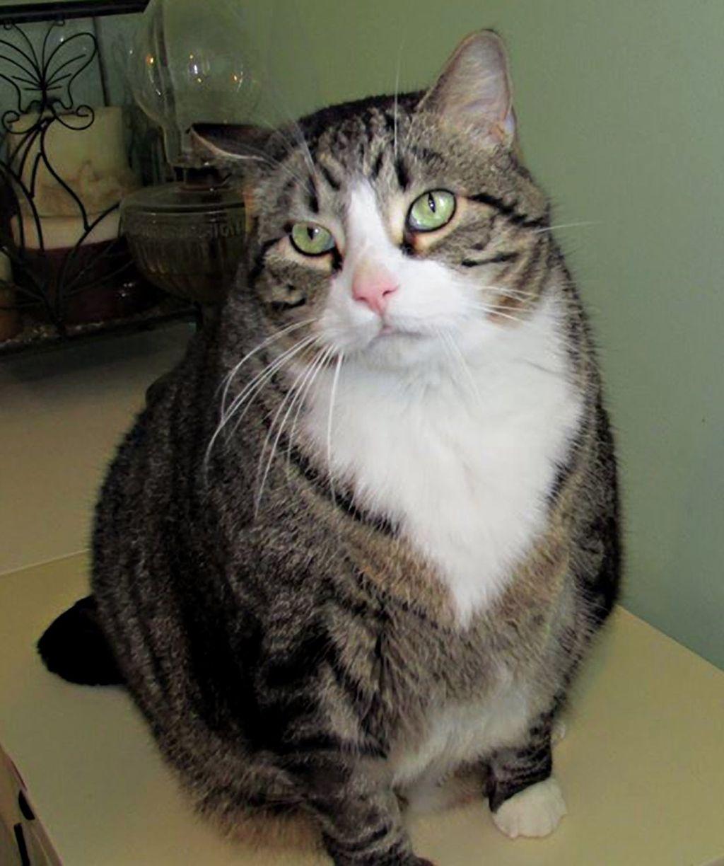 Biscuit The Tubby Tabby Is Now Thinner Thriving Pets Stltoday Com