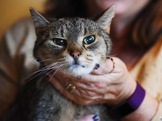 New Jersey cat missing 2½ years reunited with family | Pets | stltoday.com