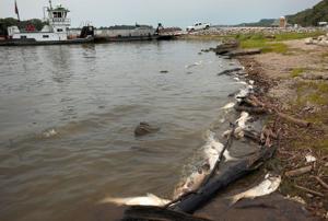 Invasive carp, killed by the heat, are floating in the Mississippi River