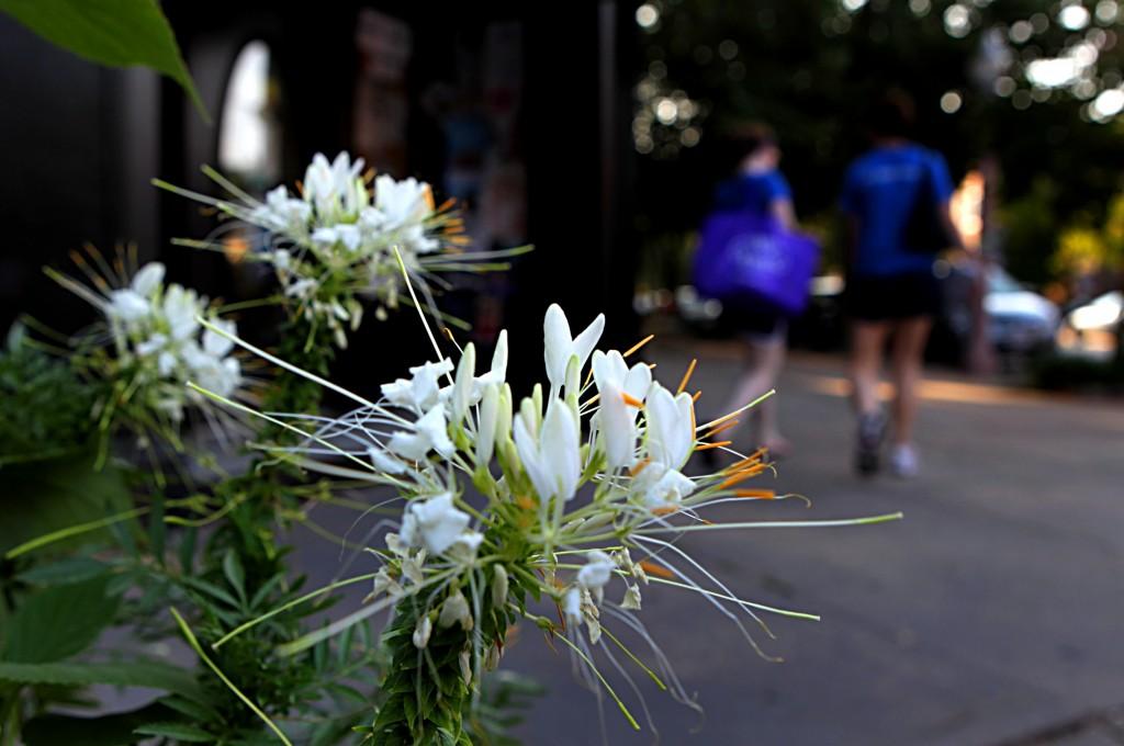 Moon Gardens Provide Serenity In The Evening Home Garden Stltoday Com