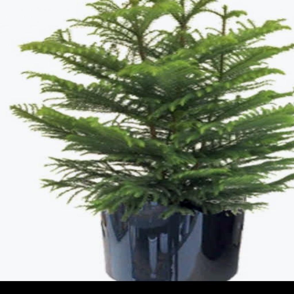 Can Bunched Pine Trees Be Separated Before Repotting Home Garden Stltoday Com