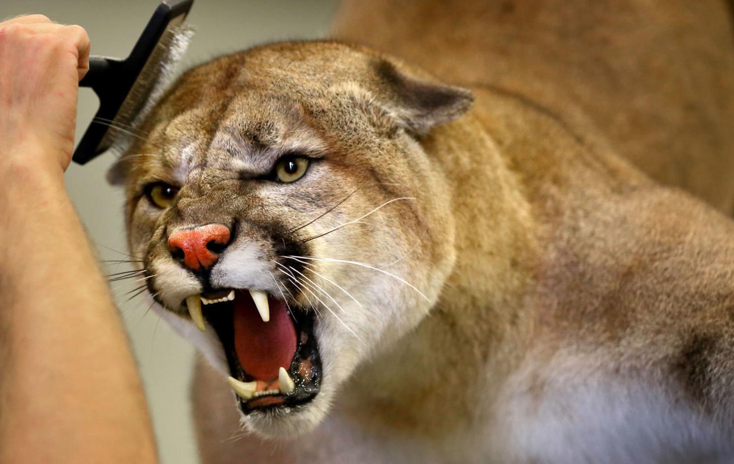The 'Olympics of taxidermy' comes to Missouri