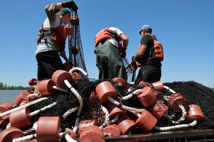 USGS collects nets and conducts research in effort to minimize invasive carp fish at Creve Coeur Lake