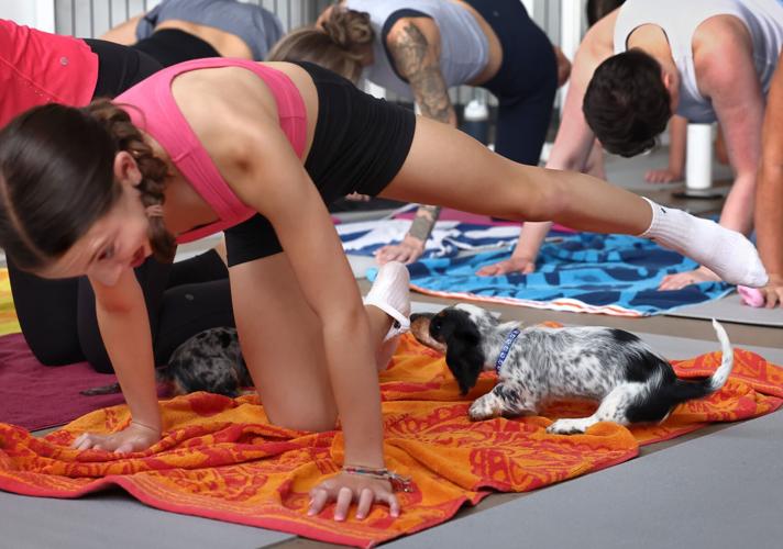 Puppy yoga in Ƶ
