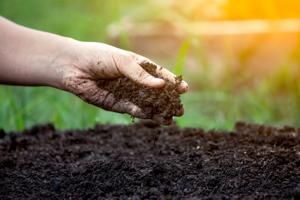 Things to do in the garden this week