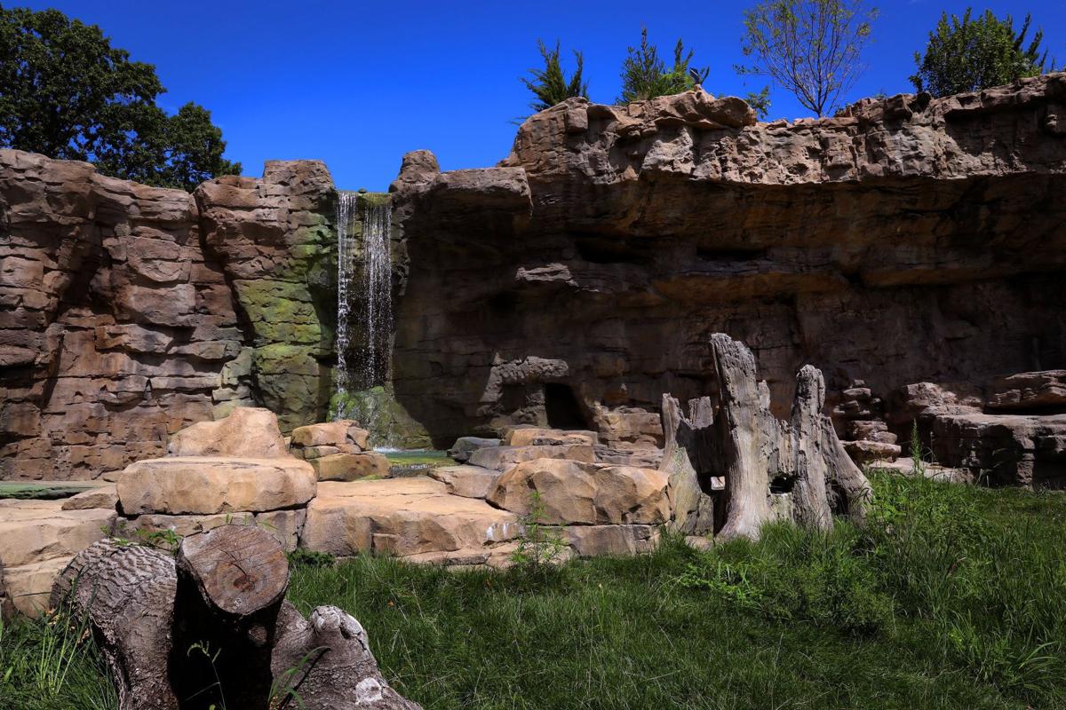 St. Louis Zoo gives peek at new grizzly bear home | Culture Club | 0
