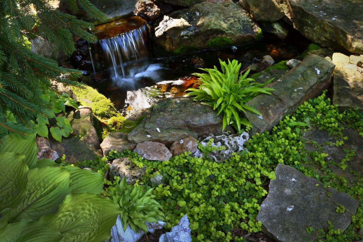 Best home garden by an amateur pic