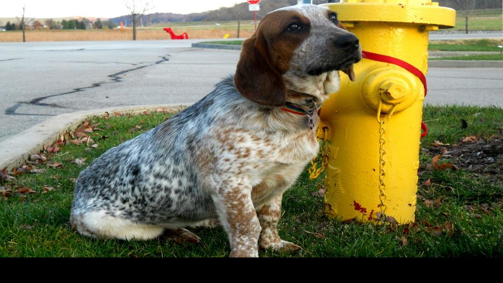 Pet Of The Week Daisy A Basset Mix Pets Stltoday Com If a doxie heeler has caught history of the blue heeler dachshund mix. pet of the week daisy a basset mix
