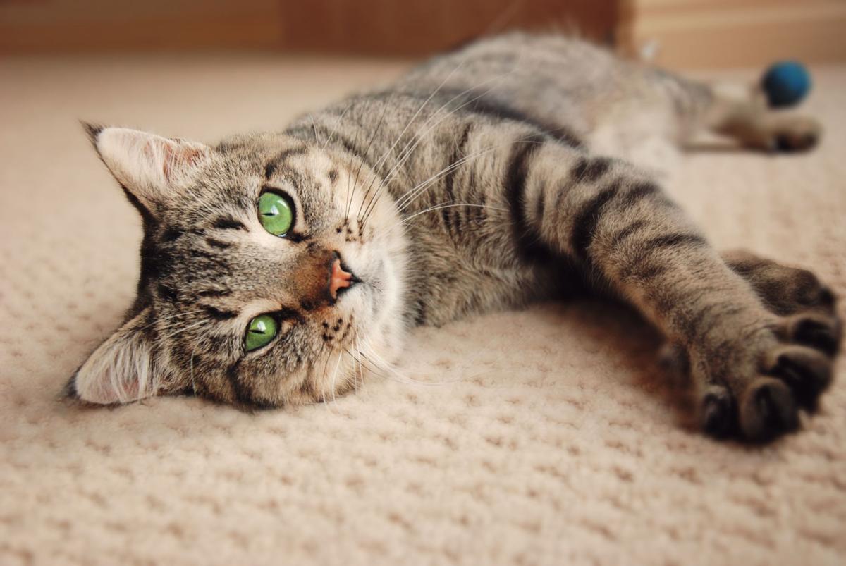 and cat kid living with cats and cockroaches may reduce asthma risk health stltoday and cat kid living with cats and cockroaches may reduce asthma risk health stltoday