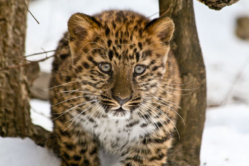 Young Amur leopard makes debut at St. Louis Zoo