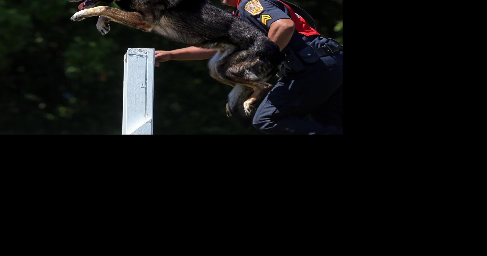Police dogs show off their skills in O'Fallon, Mo., competition
