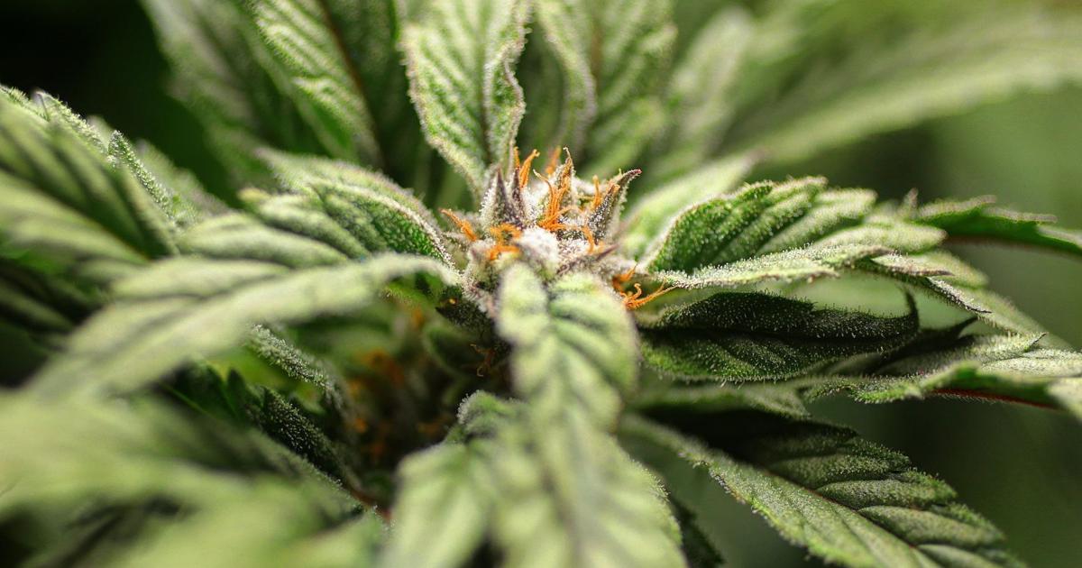 Missouri’s Roman Catholic bishops oppose legalization of recreational marijuana Missouri’s Roman Catholic bishops oppose legalization of recreational marijuana
