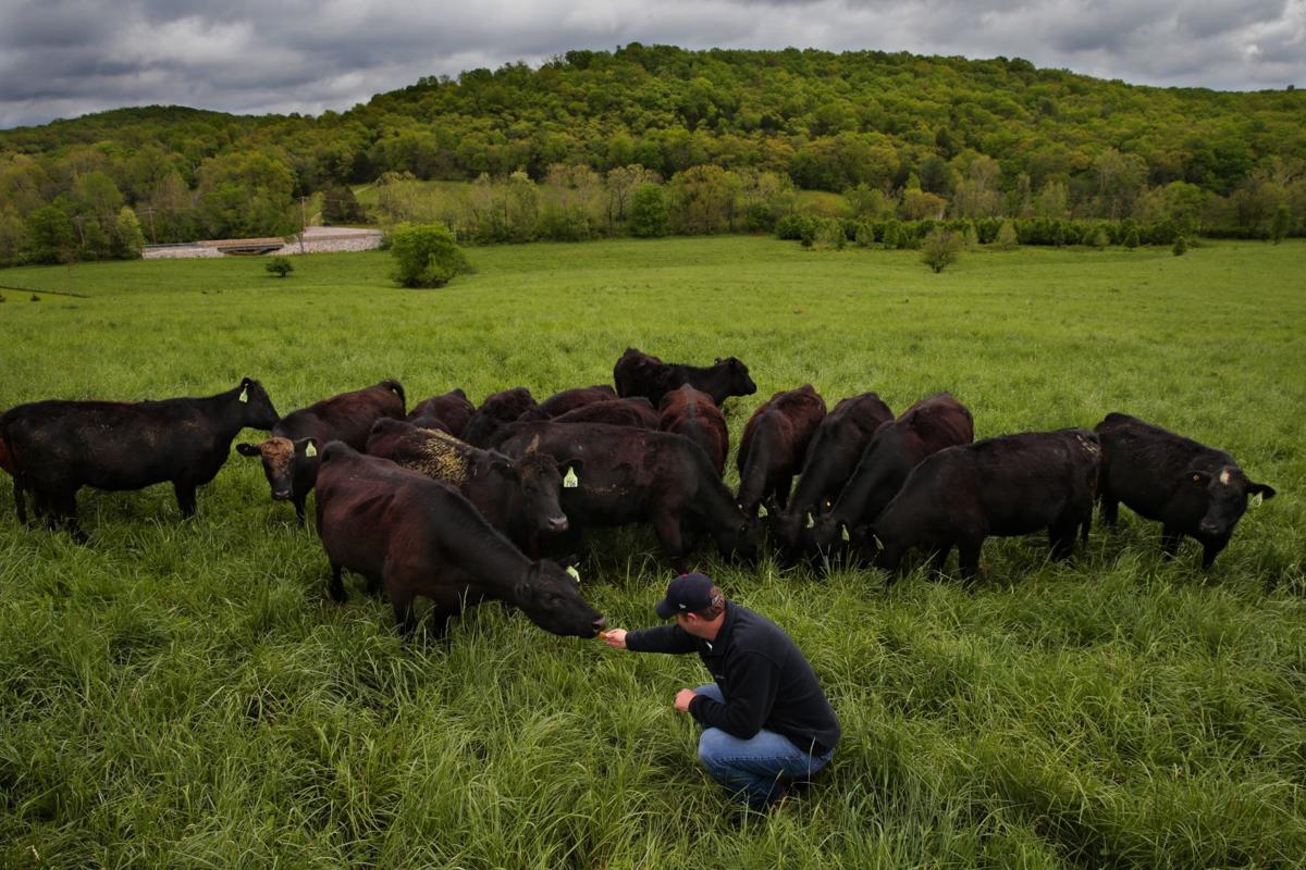 Demand for grass-fed beef soars