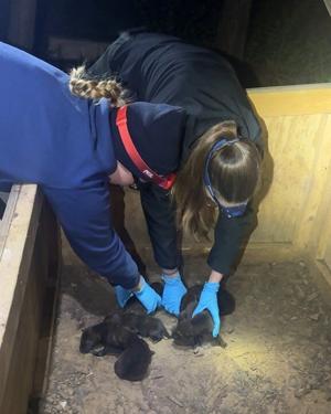 St. Louis Zoo's American red wolf pups released to a wild wolf family in North Carolina