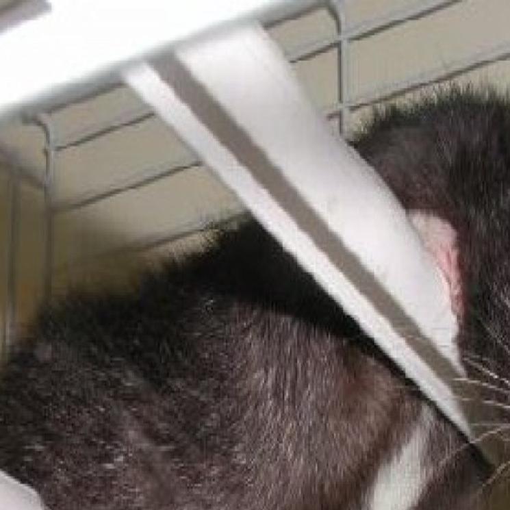 Researcher Finds Genetic Link To Couch Potato Itis In Rats Maybe