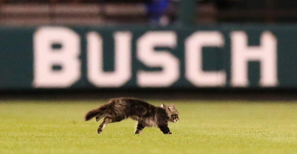 Hochman Look What The Cat Dragged In Hope Benjamin Hochman