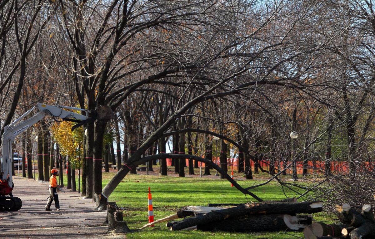 Ash trees removed from Arch grounds